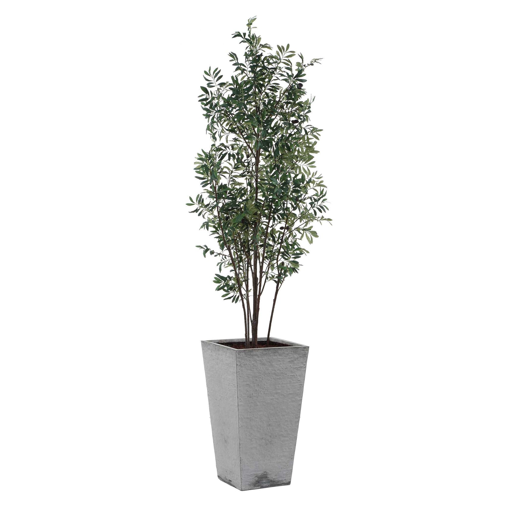 Sonora Olive Gray/Green Tree In Planter