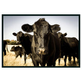 Cow Black Photography 48x72 - Ornate Home