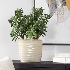 Crassula Jade Green Accent Plant - Ornate Home