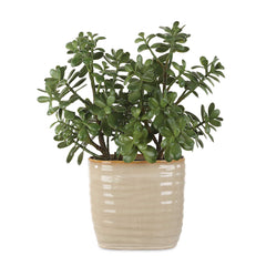 Crassula Jade Green Accent Plant - Ornate Home
