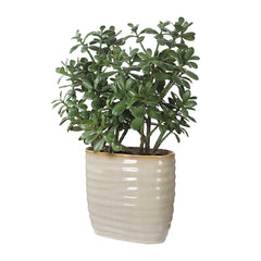 Crassula Jade Green Accent Plant - Ornate Home
