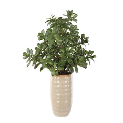 Crassula Jade Green Accent Plant - Ornate Home