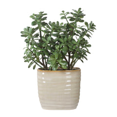 Crassula Jade Green Accent Plant - Ornate Home