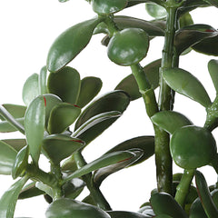 Crassula Jade Green Accent Plant - Ornate Home