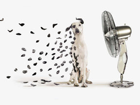 Dalmation Tempered Glass w / Foil Wall Art - Ornate Home