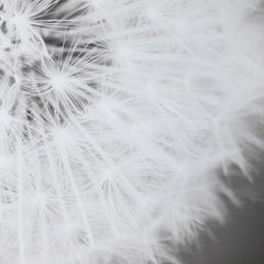 Dandelion Seedhead Black/White Framed Print - Ornate Home