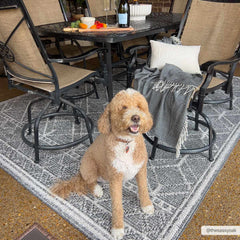 Diah Black & Bone Outdoor Area Rug - Clearance - Ornate Home