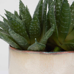 Doha Green Succulent Accent - Ornate Home