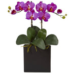 Orchid