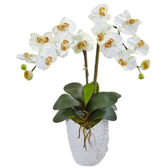 Double Phalaenopsis Orchid in White Vase - Ornate Home