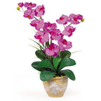 Orchid