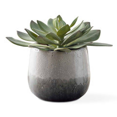 Dudleya Gray Outdoor Succulent - Ornate Home