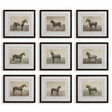 Equine Dynasty Multicolor Framed Prints (Set of 9) - Ornate Home
