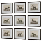 Equine Dynasty Multicolor Framed Prints (Set of 9) - Ornate Home