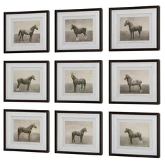 Equine Dynasty Multicolor Framed Prints (Set of 9) - Ornate Home
