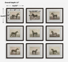 Equine Dynasty Multicolor Framed Prints (Set of 9) - Ornate Home