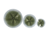 Estelle Green Wall Decor - Ornate Home