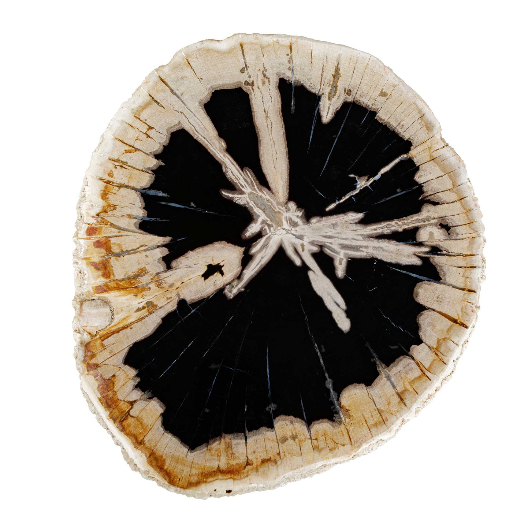 Arco Black/White Petrified Wood Top Accent Table