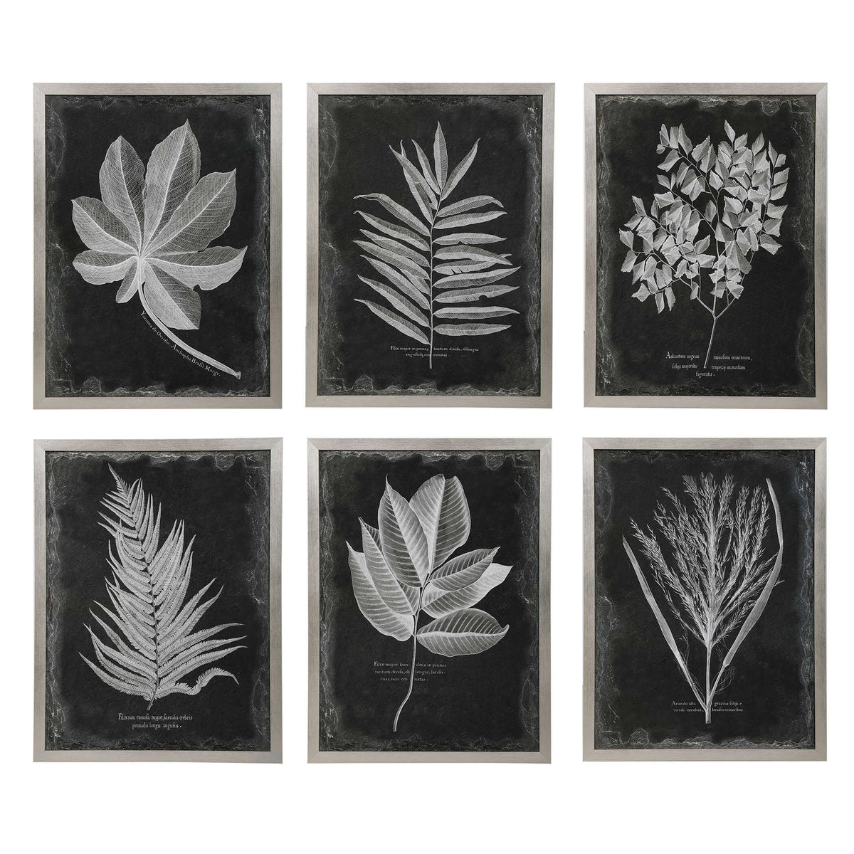 Foliage Multicolor Framed Prints (Set of 6) - Ornate Home