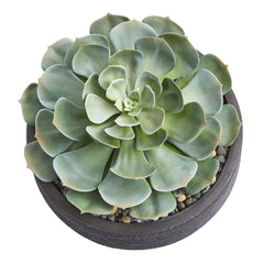 Giant Echeveria Succulent Artificial Plant - Ornate Home
