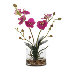 Glory Fuchsia Orchid - Ornate Home