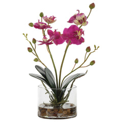 Glory Fuchsia Orchid - Ornate Home