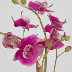 Glory Fuchsia Orchid - Ornate Home