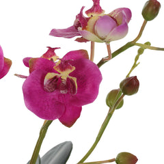 Glory Fuchsia Orchid - Ornate Home