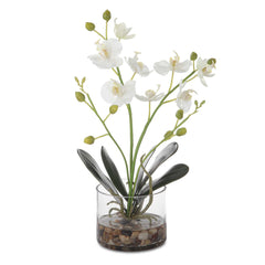 Glory White Orchid - Ornate Home