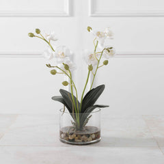 Glory White Orchid - Ornate Home
