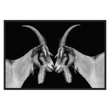 Goat Black/White Photography 48x72 - Ornate Home