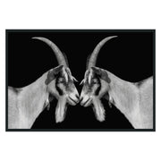 Goat Black/White Photography 48x72 - Ornate Home