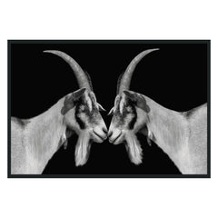 Goat Black/White Photography 48x72 - Ornate Home