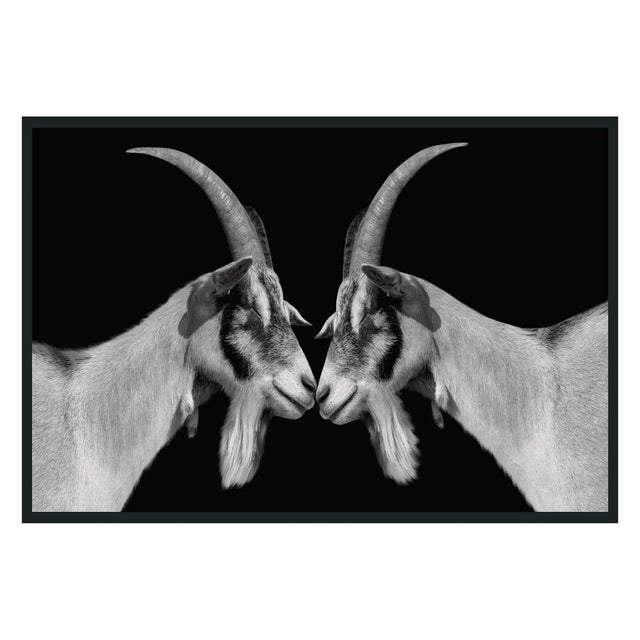 Goat Black/White Photography 48x72 - Ornate Home