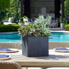 Greystone Green Indoor-Outdoor Succulent - Ornate Home