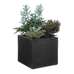 Greystone Green Indoor-Outdoor Succulent - Ornate Home