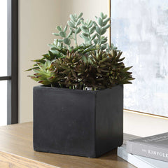 Greystone Green Indoor-Outdoor Succulent - Ornate Home