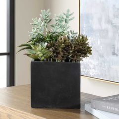 Greystone Green Indoor-Outdoor Succulent - Ornate Home
