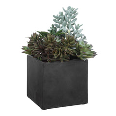 Greystone Green Indoor-Outdoor Succulent - Ornate Home