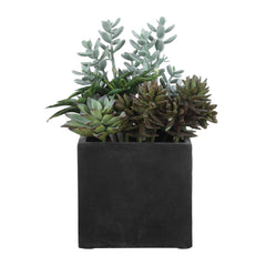 Greystone Green Indoor-Outdoor Succulent - Ornate Home