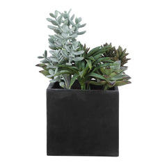 Greystone Green Indoor-Outdoor Succulent - Ornate Home