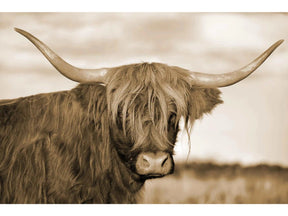 Highland Cow 1 Tempered Glass w / Foil Wall Art - Ornate Home