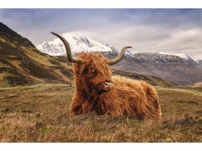Highland Cow II Tempered Glass w / Foil Wall Art - Ornate Home