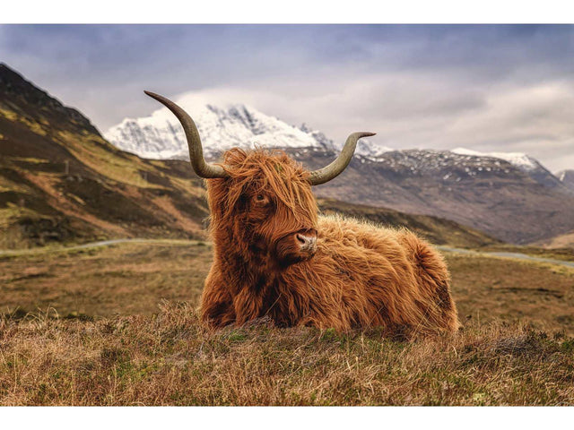 Highland Cow II Tempered Glass w / Foil Wall Art - Ornate Home