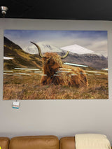 Highland Cow II Tempered Glass w / Foil Wall Art - Ornate Home