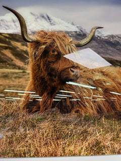 Highland Cow II Tempered Glass w / Foil Wall Art - Ornate Home