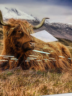 Highland Cow II Tempered Glass w / Foil Wall Art - Ornate Home