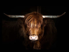 Highland Cow on Black Tempered Glass w / Foil Wall Art - Ornate Home