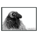 Horn Black/White Photography 48x72 - Ornate Home