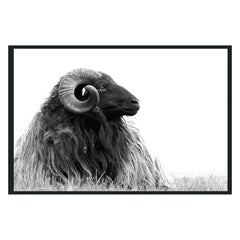 Horn Black/White Photography 48x72 - Ornate Home